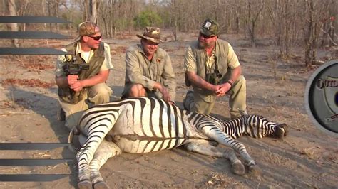 Awesome Zebra Kill Shot To The Head Youtube
