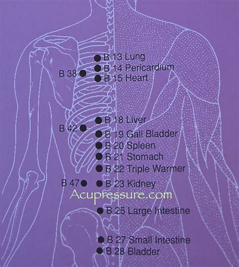 Back Acupressure Chart With Potent Points To Benefit Each Of The