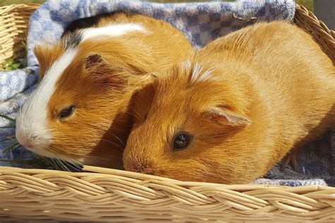 First and foremost, your guinea pigs should always get a proper, balanced diet with a good variety of hay, supplementary pellets, fresh vegetables and fruits. Can Guinea Pigs Eat Bean Sprouts? 5 Amazing Benefits ...