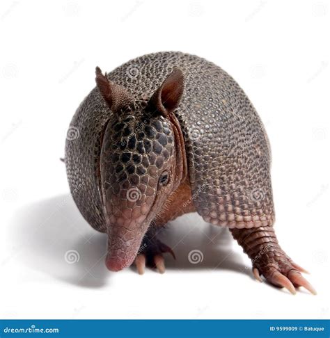 Lbumes Foto De Qu Color Es El Armadillo El Ltimo