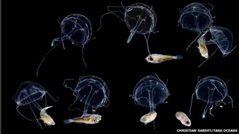 Oceans Hidden World Of Plankton Revealed In Enormous Database Bbc News