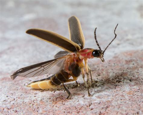 In Your Yard Fireflies Lightning Bugs Welcome Wildlife