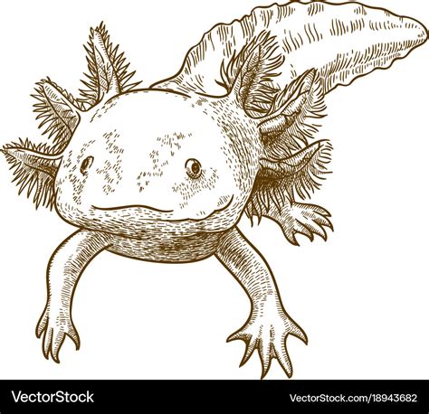 Engraving Antique Axolotl Royalty Free Vector Image