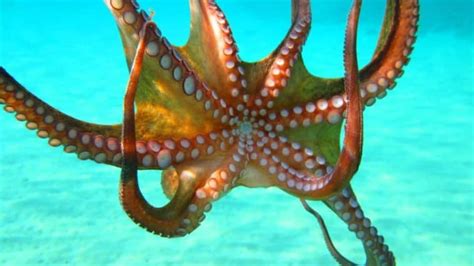 11 Different Types Of Octopus Plus Interesting Facts Nayturr