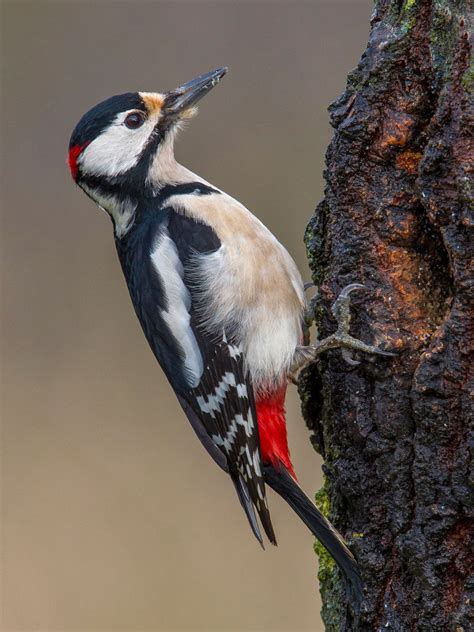 British Woodpecker Photo Id Guide 2022