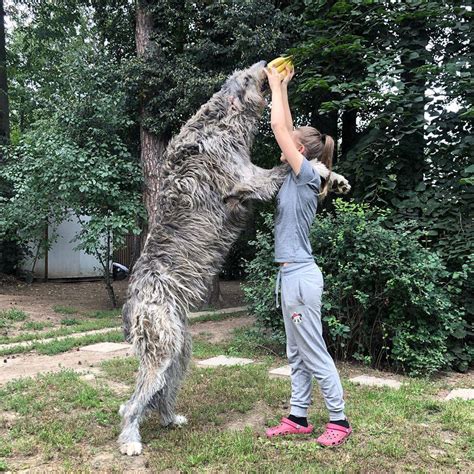 14 Things You Need To Know Before Purchasing An Irish Wolfhound The Paws