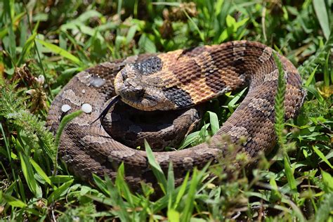 Eastern Hog Nosed Snake Eastern Hog Nosed Snake Heterodon Flickr