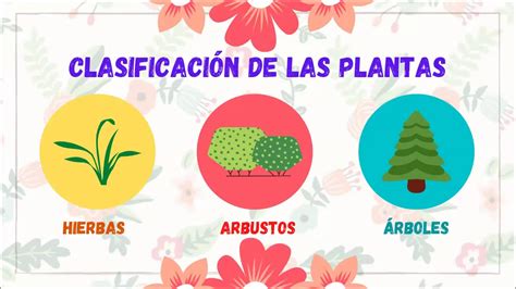 Las Plantas Y Su Clasificaci N Youtube