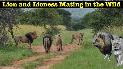 Beautiful Lion Lion Lioness Mate Lion Mates With Female Lion South Africa Lions Lion