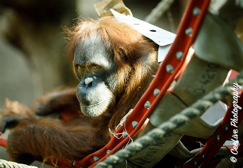 Orangutan Ive Been Expecting You Ceelive Photography Flickr