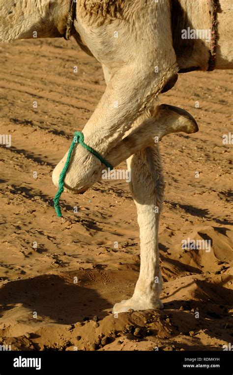 Camel Leg Hi Res Stock Photography And Images Alamy
