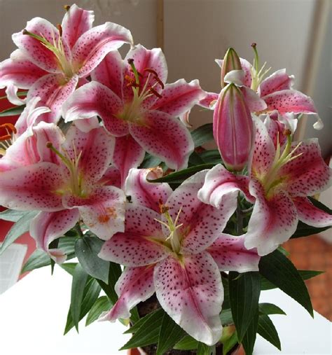 Lily Lilium Flower Care Requirements Propagation Tips And Advices