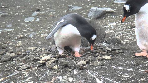 Gentoo Penguins Building Nests In Antarctica Youtube