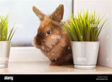 Cute Brown Rabbit Stock Photo Alamy