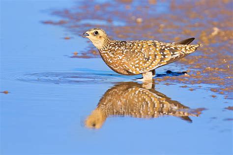 Sand Grouse Photos Stock Photos Pictures And Royalty Free Images Istock