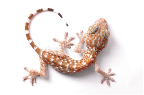Gecko Climbing Isolated Stock Image Image Of Macro Crawling 37045769