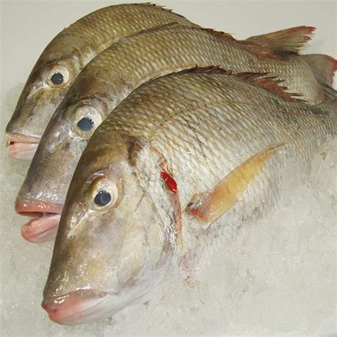 Red Spot Emperor Whole 420 Kg 5 Kg Buy Seafood Warehouse