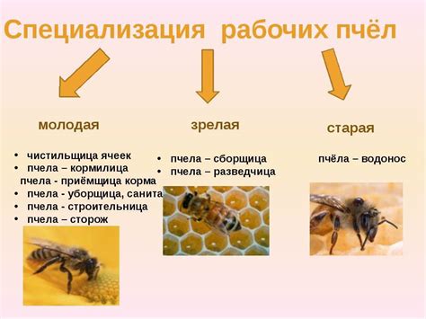 Пчелиная семья: иерархия, устройство, распределение обязанностей