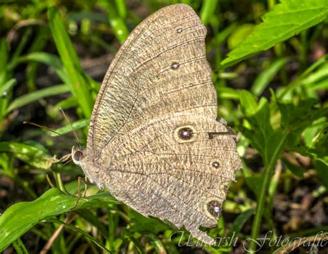 Melanitis Leda Common Evening Brown Butterfly Butterfly