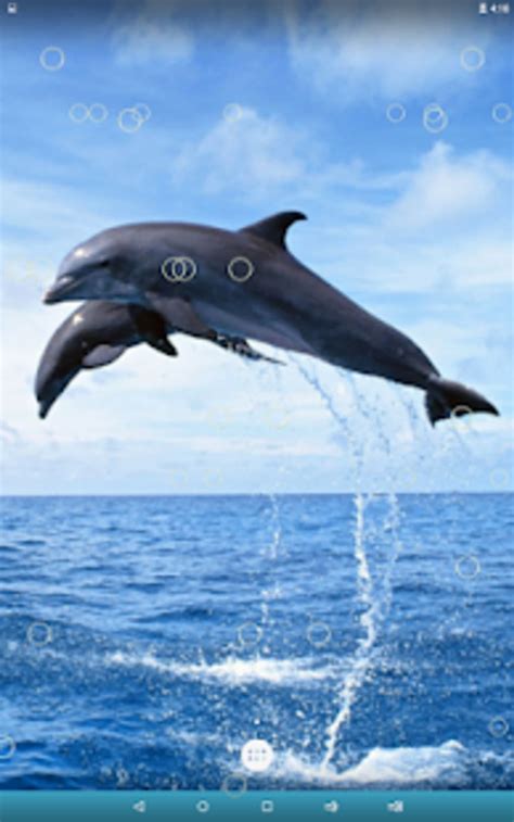 Dolphin Live Wallpaper Apk Android ダウンロード