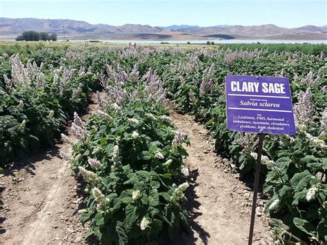 Saving clary sage seeds for next season. Clary Sage Farm at Young Living | Clary sage, Salvia ...