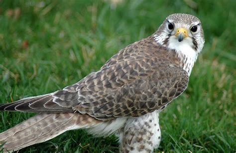 Prairie Falcon Facts Pictures Habitat Predators Pictures