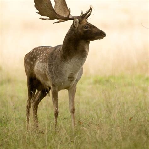 Fallow Stag Deer By Gordon England Stag Deer Deer All Animals Pictures
