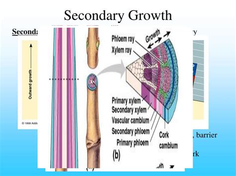 Ppt Plant Structure And Growth Chapter 35 Powerpoint Presentation