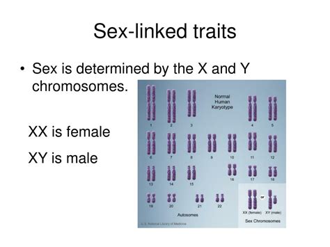 ppt codominance and sex linked traits powerpoint presentation free download id 3215306