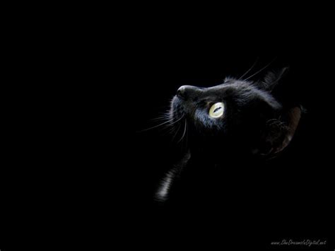 Dark Cat Wallpapers Top Free Dark Cat Backgrounds Wallpaperaccess