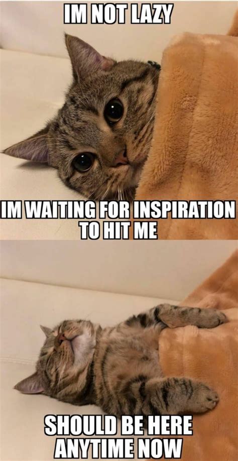 Infj Procrastination Is Like This Cute Cat Memes Cute Animal Memes