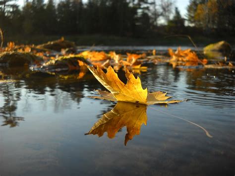 Maple Leaf Floating In River Photograph By Kent Lorentzen Pixels