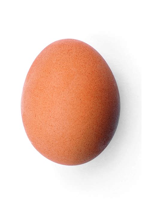 Filechicken Egg 2009 06 04 Wikimedia Commons