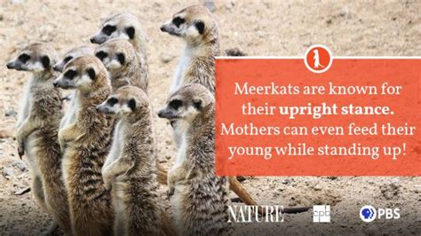 Meerkat Fact Sheet Blog Nature Pbs