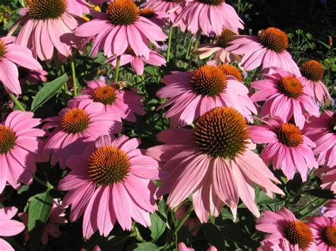 Echinacea Purpurea Purple Coneflower Mount Royal Seeds