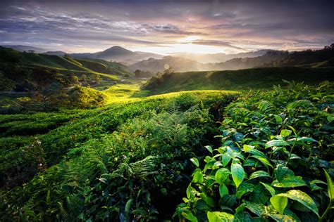 The Ultimate Travel Guide To The Cameron Highlands Malaysia