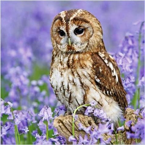 Owl In Purple Flowers Tawny Owl Owl Pictures Beautiful Owl