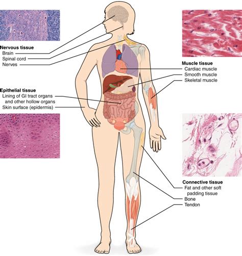 5 main tissue types found in the human body : Biological ...