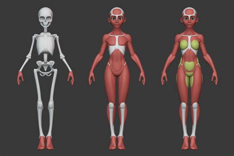 A Simple Stylized Female Anatomy Ecorche To Use As A Base For Your