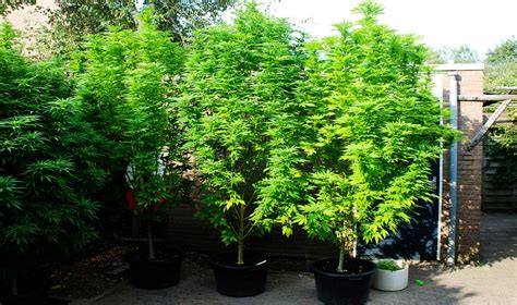 Beginners Guide To Growing Cannabis Outdoors Centurionpro Solutions