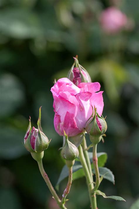 Rosa Mary Rose Wikimedia Commons