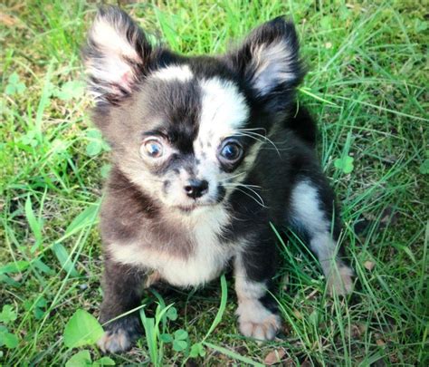 Chihuahua Gorgeous Black Merle Dogs For Sale Price