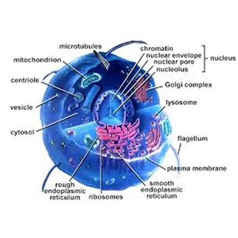 Label parts and thousands of other science skills. Animal cell diagram - Image in GCSE Biology