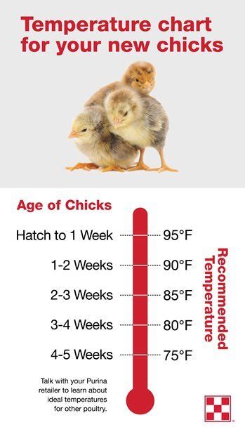 Baby Chick Care Purina Animal Nutrition
