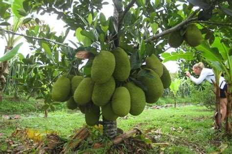 Top 3 Most Famous And Largest Fruit Orchards In Mekong Delta