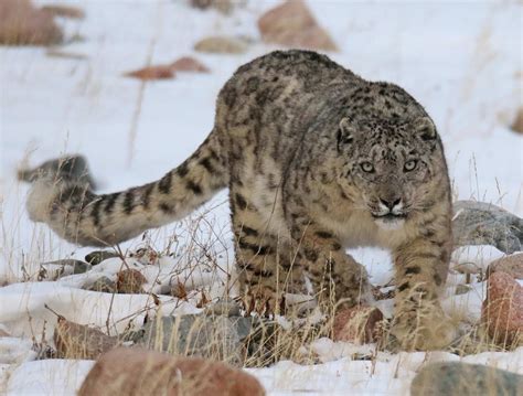 Snow Leopard Photography Tour Went Successful Wildlife Tours Mongolia