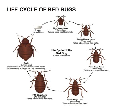 How Do Bed Bugs Travel 36 World Class Tools Make Design