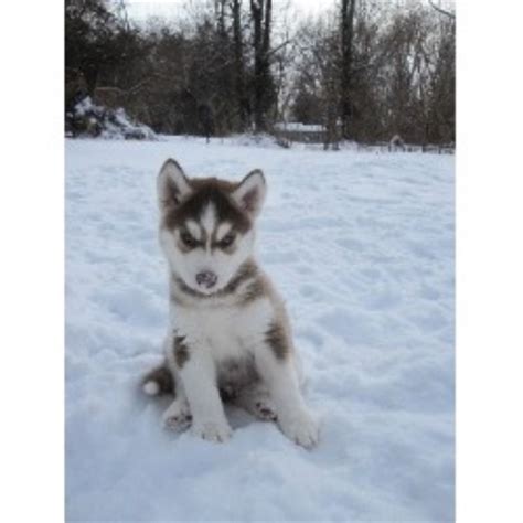 Sometimes, you may find a husky for free in indiana to a good home listed by an. Nova Siberian Huskies, Siberian Husky Breeder in Evansville, Indiana