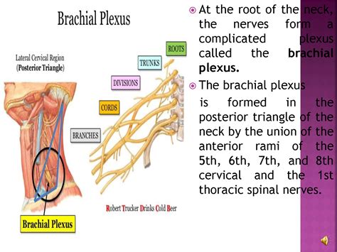 Solution Brachial Plexus 1 Studypool
