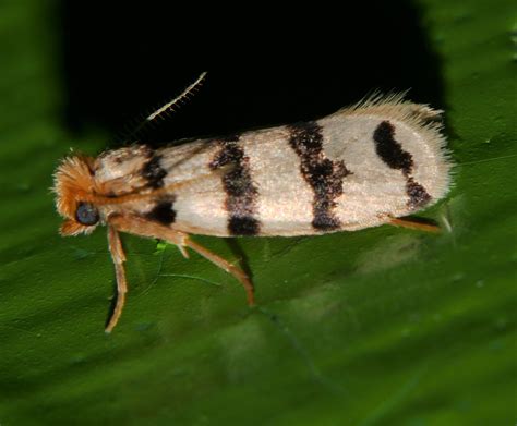 Bed Head Striped Pyjama Moth Iphierga Sp Psychidae Airlie Flickr